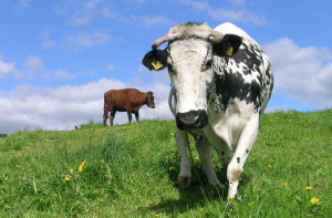Вздутие преджелудков у коровы:что делать?