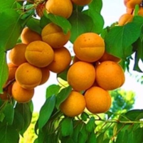 Как выращивать саженцы абрикоса?
