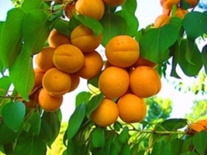 Как выращивать саженцы абрикоса