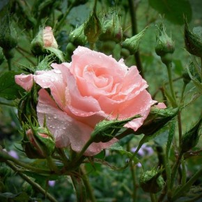 Сколько живут культурные сорта роз?
