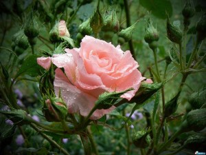 Старейшая в мире роза растет в Германии