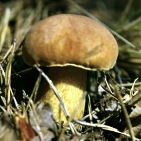 Можно ли проверить грибы на наличие яда в домашних условиях?