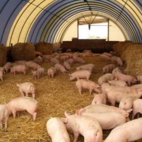 Сколько нужно корма для свиней?