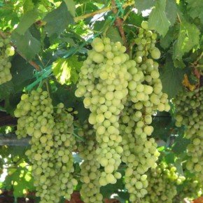 Выращивание винограда:уход и размножение