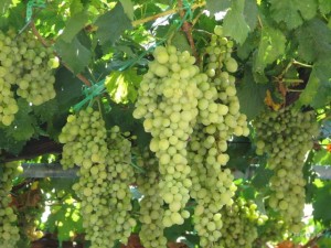 Уход за саженцами винограда