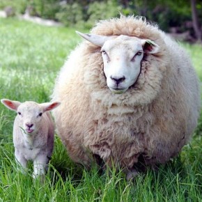 Когда овцы достигают половой зрелости?