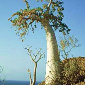 Огуречное дерево- единственная древесное растение в семействе тыквенных
