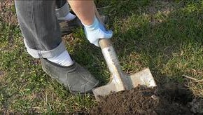 Как определить кислотность почвы в домашних условиях?