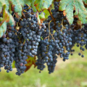 Выращивание винограда:какие удобрения применять?