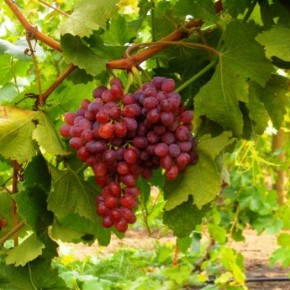 Как правильно сажать черенки винограда?