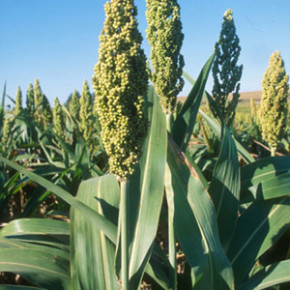 Удивительное растение сорис -  гибрид сорго и риса