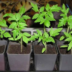 Выращивание капусты:рассада или семена