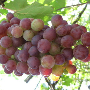 Где лучше покупать посадочный материал винограда?