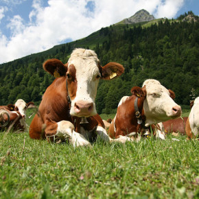 Какой рацион должен быть у коров голштино - фризской породы?