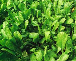 Выращивание зелени в августе:сеем укроп, листовые салаты, листовую горчицу, кресс-салат