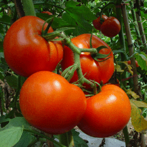 Как поддержать иммунитет томатов?