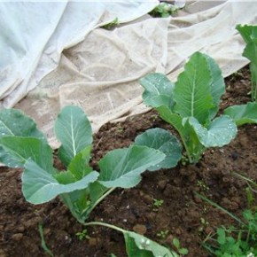 Выращивание рассады цветной капусты:советы по уходу