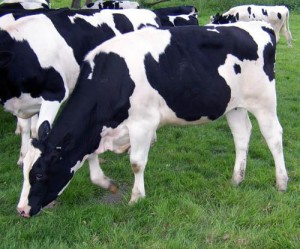Корова  голштино - фризской породы