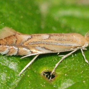 Как предупредить появление картофельной моли на огороде?