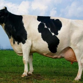 Корова  голштино - фризской породы - мировой лидер по производительности