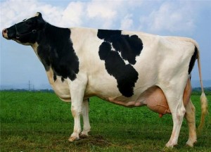Корова  голштино - фризской породы