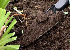 Как перекапывать почву на зиму