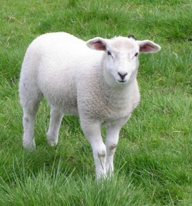 Выпасать овец нужно с другими животными