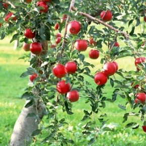 Райские яблоки - плоды вкусные после первых заморозков