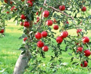 Райские яблоки - плоды вкусные после первых заморозков