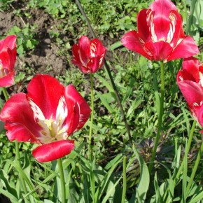 Пёстрые тюльпаны:как бороться с вирусным заболеванием?