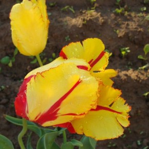 Пёстрые тюльпаны:как отличить болезнь от сорта?