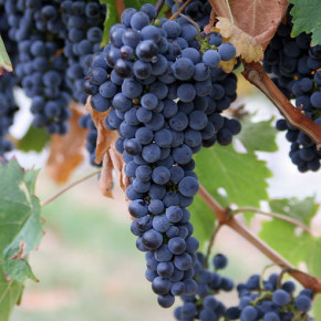 Чеканка лозы:работа с виноградом в августе