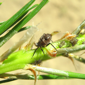 Борьба с тлёй:как привлечь  к посадкам других насекомых