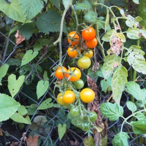 Чем  полезны томаты с желтыми  плодами ?