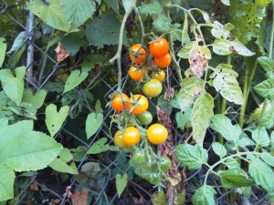 Почему первые томаты в Европе назвали золотыми