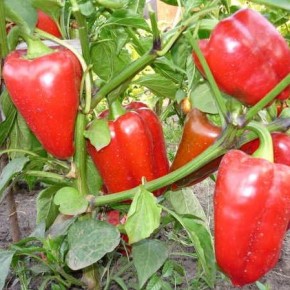 Сладкий перец:выращивание и уход