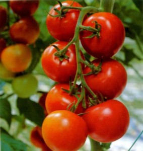 Ранние сорта помидор дают щедрый урожай