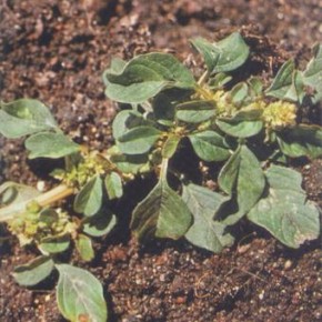 Дефицит кобальта в почве - слабое развитие гороха и фасоли