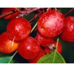  Кинг Бьюти - плакучая красноплодная яблоня