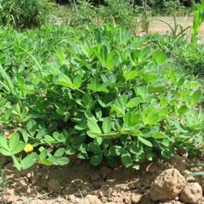 Зелень арахиса очень питательный корм для травоядных