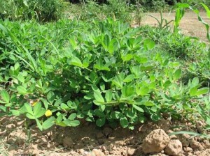 Особенности выращивания земляного ореха