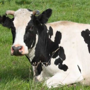 Роса на корове:причины появления влаги
