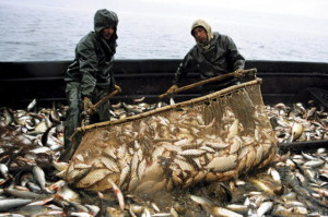бизнес по рыболовству