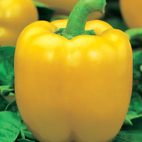 Оранжевые сорта сладкого перца: большие,мясистые и вкусные плоды