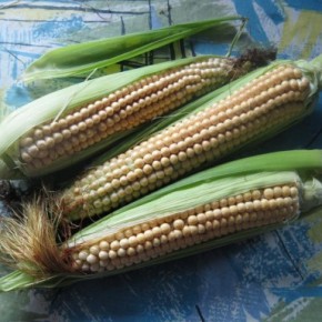 Лечебные свойства кукурузы с красным зерном
