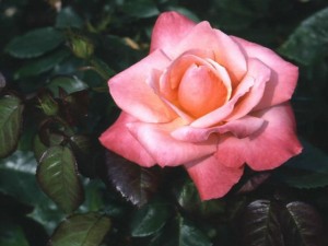 японский синий сорт роз