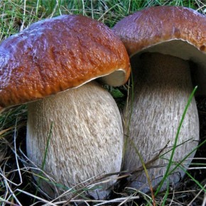 Какие грибы самые ценные?