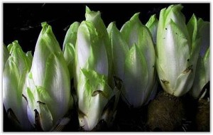 Выращивание салата витлуф