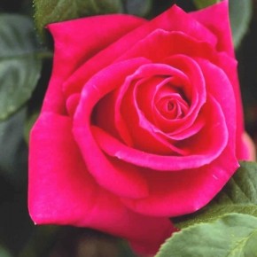 Роза:след цветка в истории