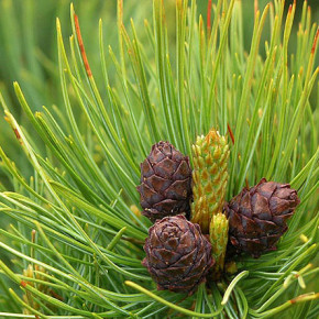 Как приготовить настой из хвои для опрыскивания сада?